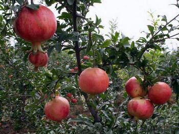 人参果苗江苏宿迁市沭阳县_批发_供应-一亩田