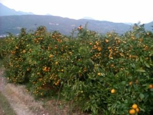 柑橘陕西城固县