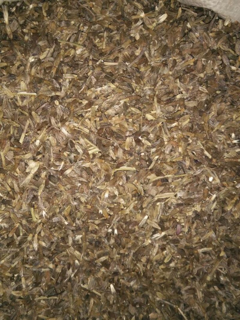 白术种子98%以上