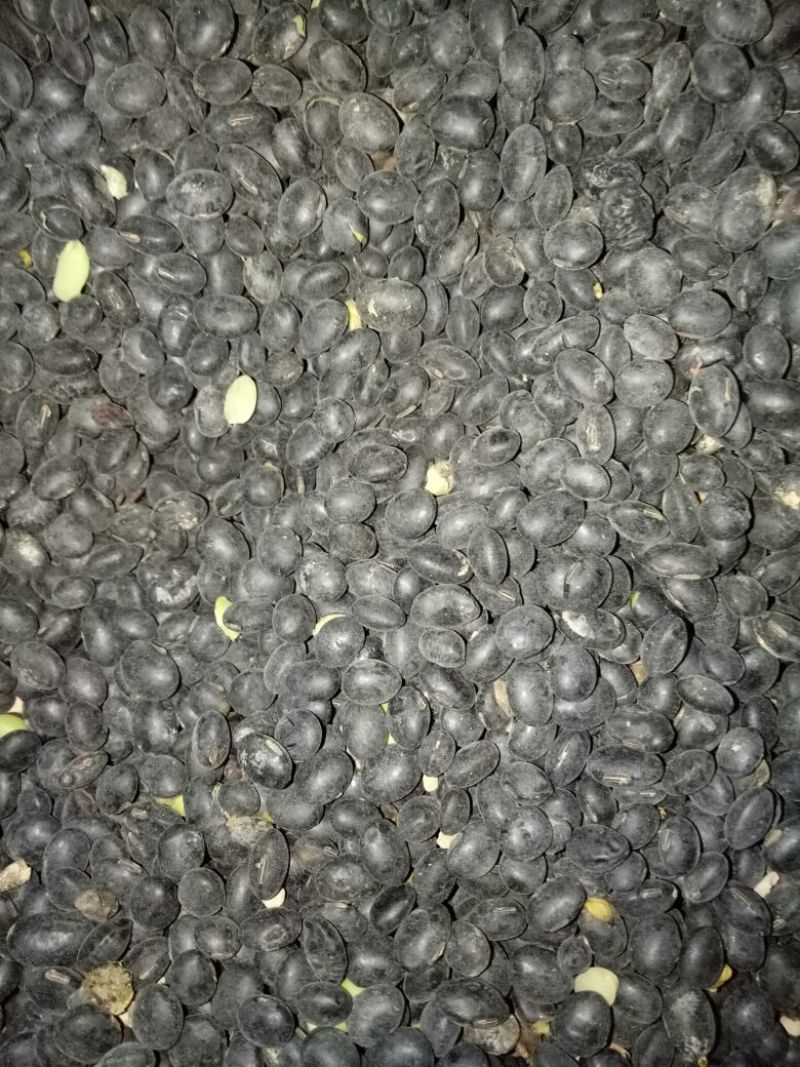 乌皮青仁豆散装