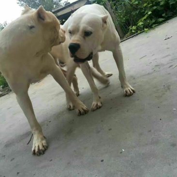 阿根廷杜高犬，狩猎犬品种齐全全国包邮包成活