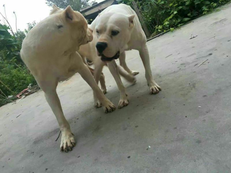 阿根廷杜高犬，狩猎犬品种齐全全国包邮包成活