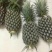 16号台湾甜蜜蜜凤梨苗，壮苗出大果，台湾凤梨