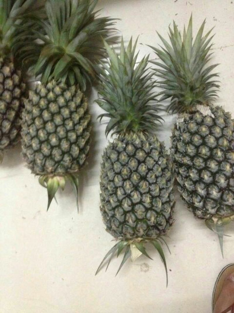 16号台湾甜蜜蜜凤梨苗，壮苗出大果，台湾凤梨