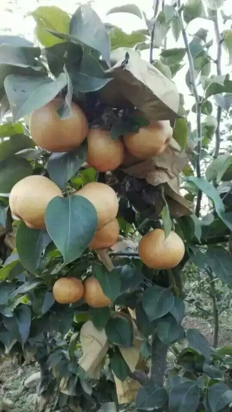 大黄梨