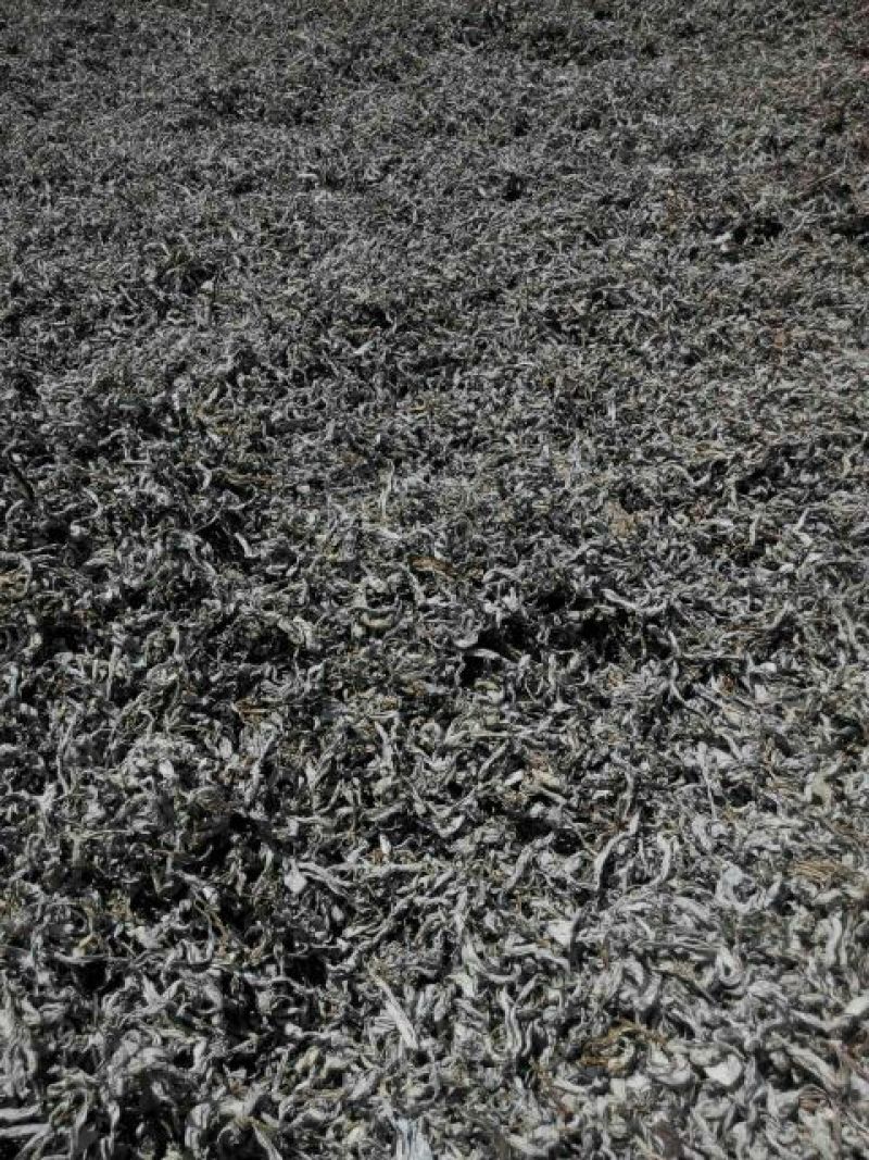 白老鹰茶三级