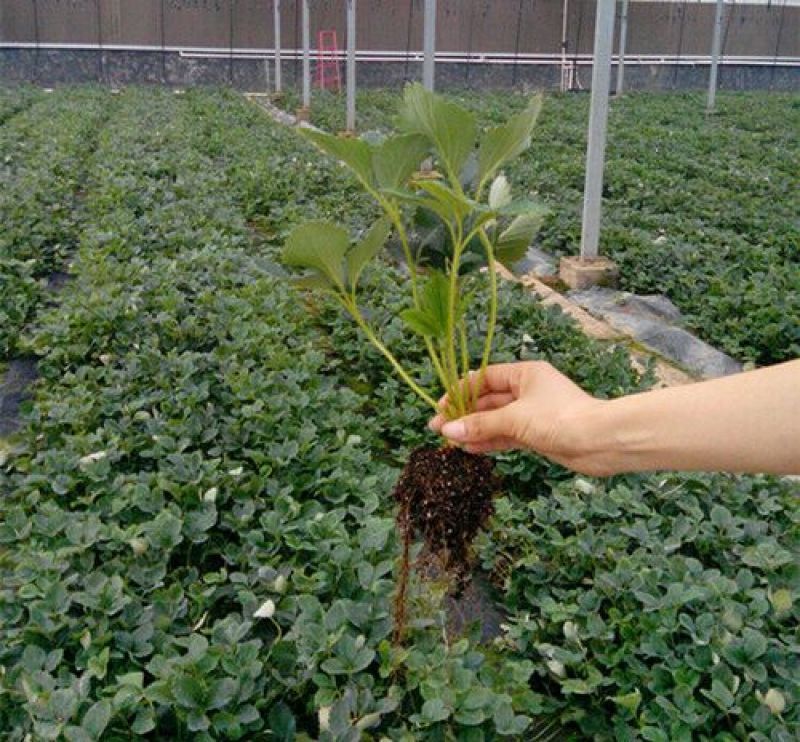 草莓苗红颜奶油草莓甜查理草莓四季盆栽草莓