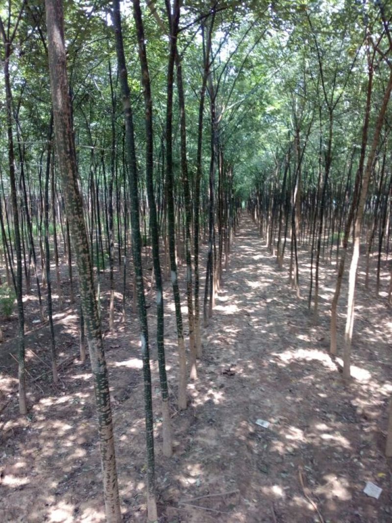 老国槐5---10公分自己种植国槐国槐国槐国槐国槐国槐国