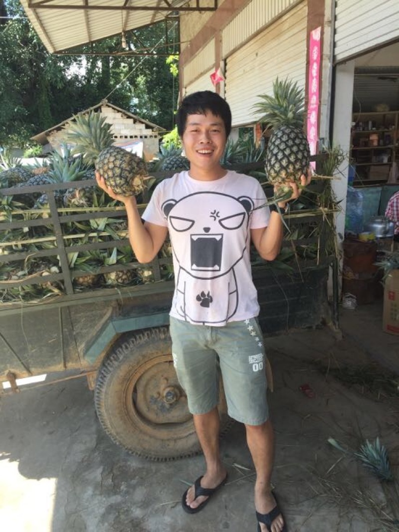 金钻十七号凤梨