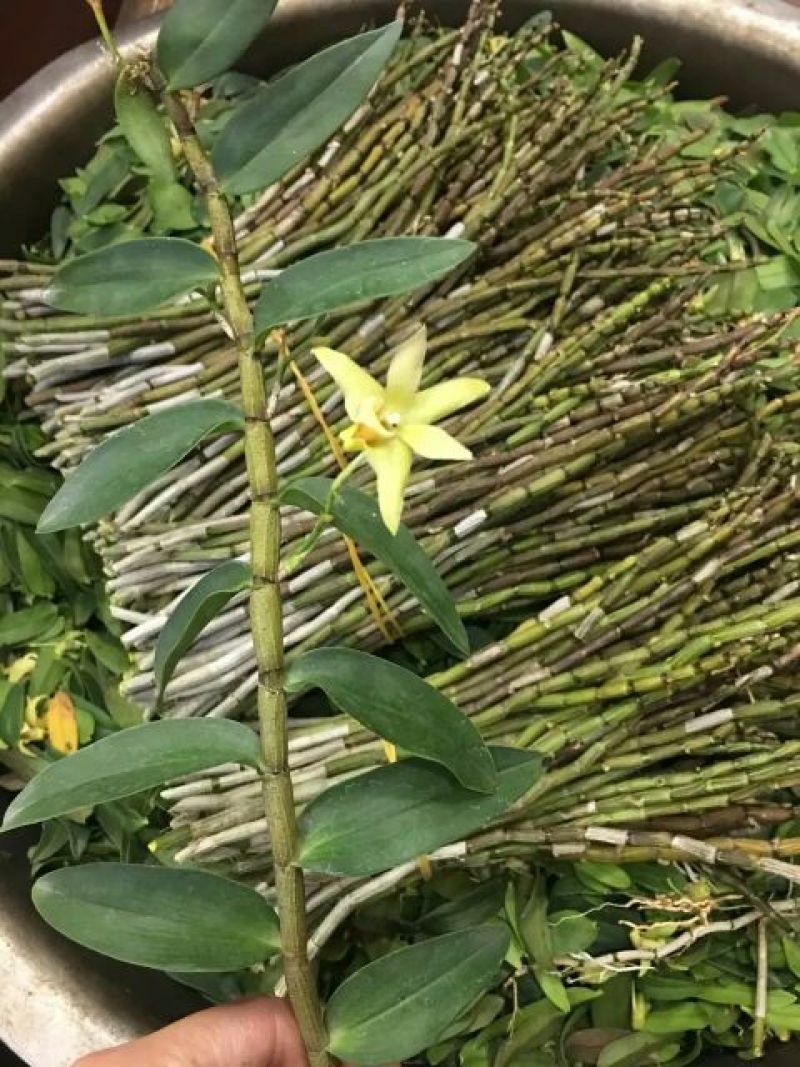 铁皮石斛组培瓶苗雁荡山红杆软脚品种