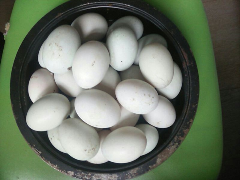 来自田园散养土鸭蛋，精选食用鸭蛋