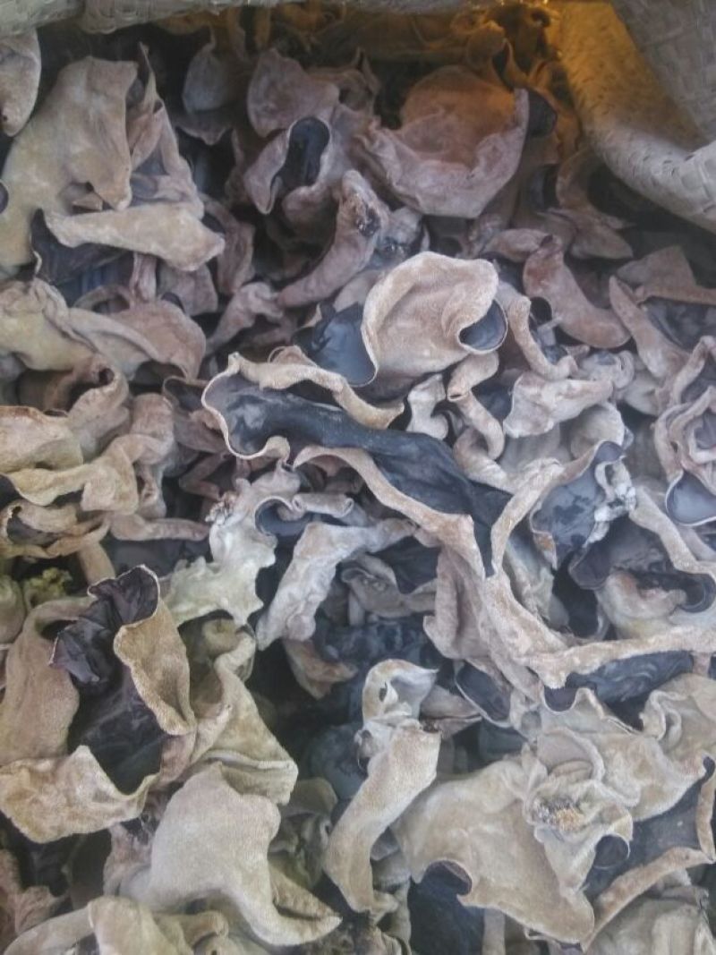 毛木耳一级