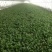 大叶菠菜15~20厘米