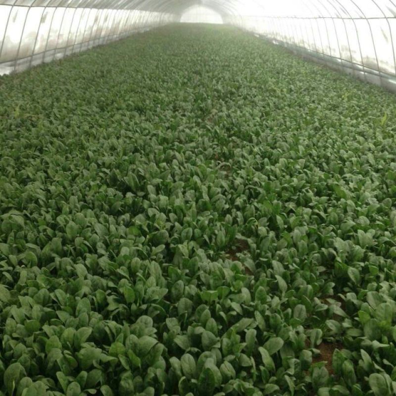 大叶菠菜15~20厘米