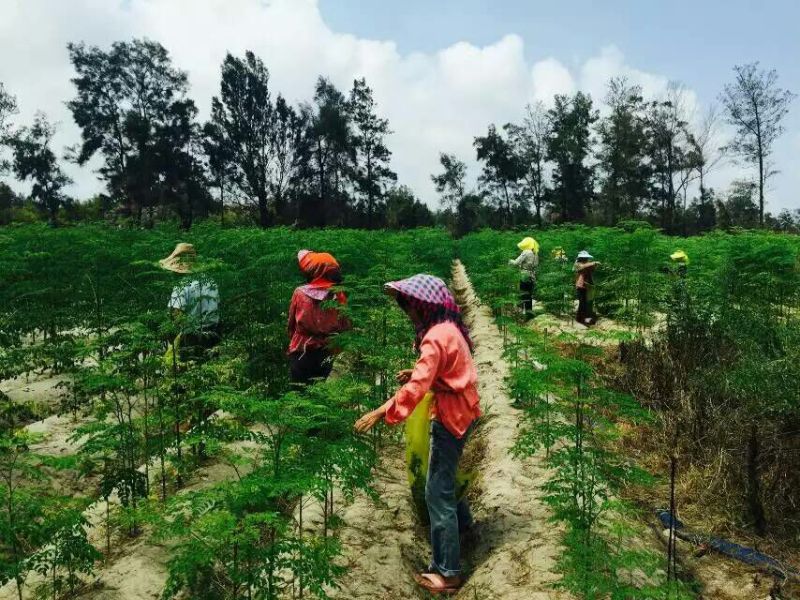 辣木茶一级