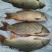 河鲤鱼食用2~3公斤