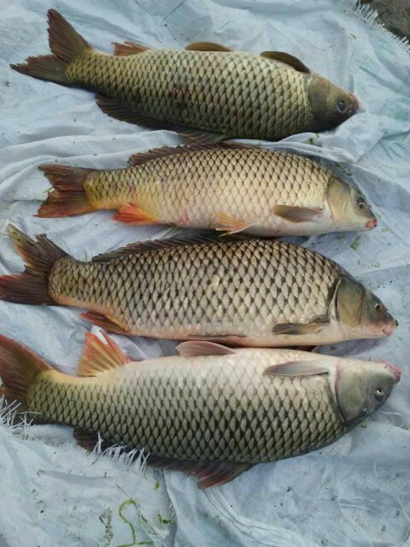河鲤鱼食用2~3公斤