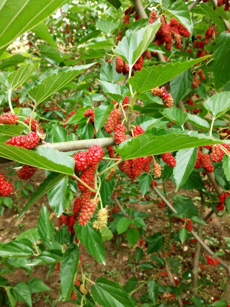 桑椹树苗《果桑》