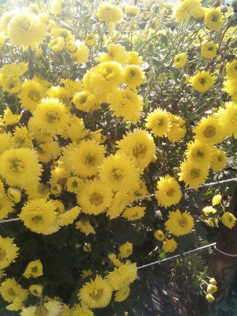 菊花茶