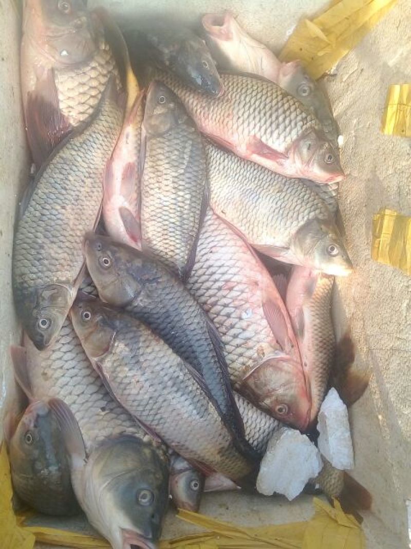 鲤鱼干