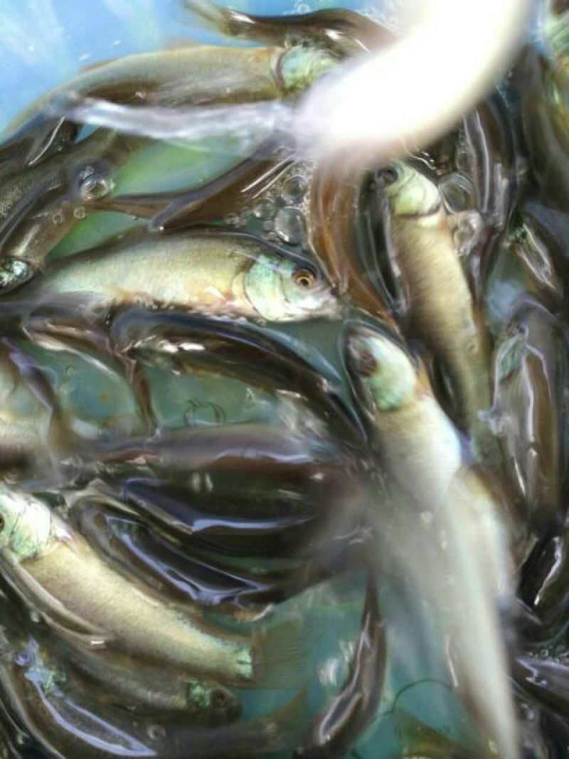 丁桂鱼10cm以下