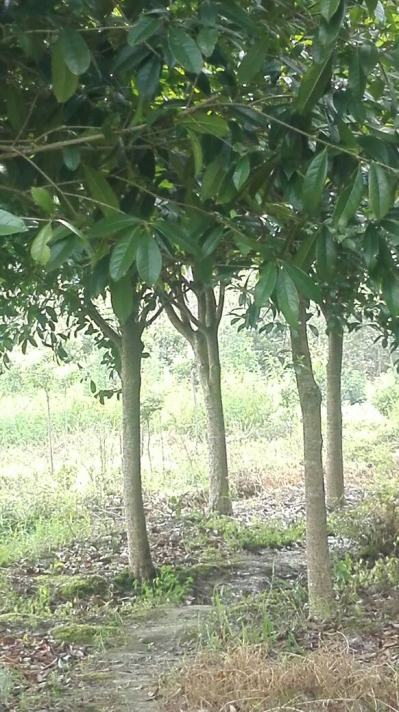 杨梅树30~50cm