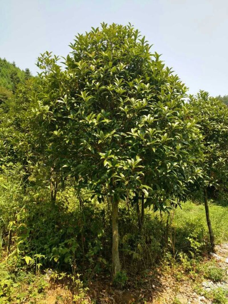 八月桂8~10cm2.5~3米2~3米