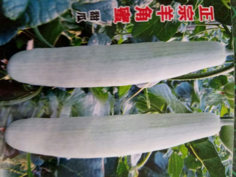 甜瓜苗