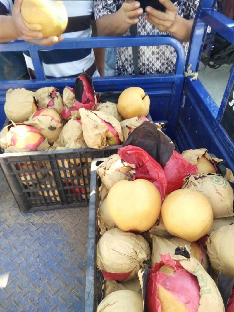 新高梨350~400g纸袋