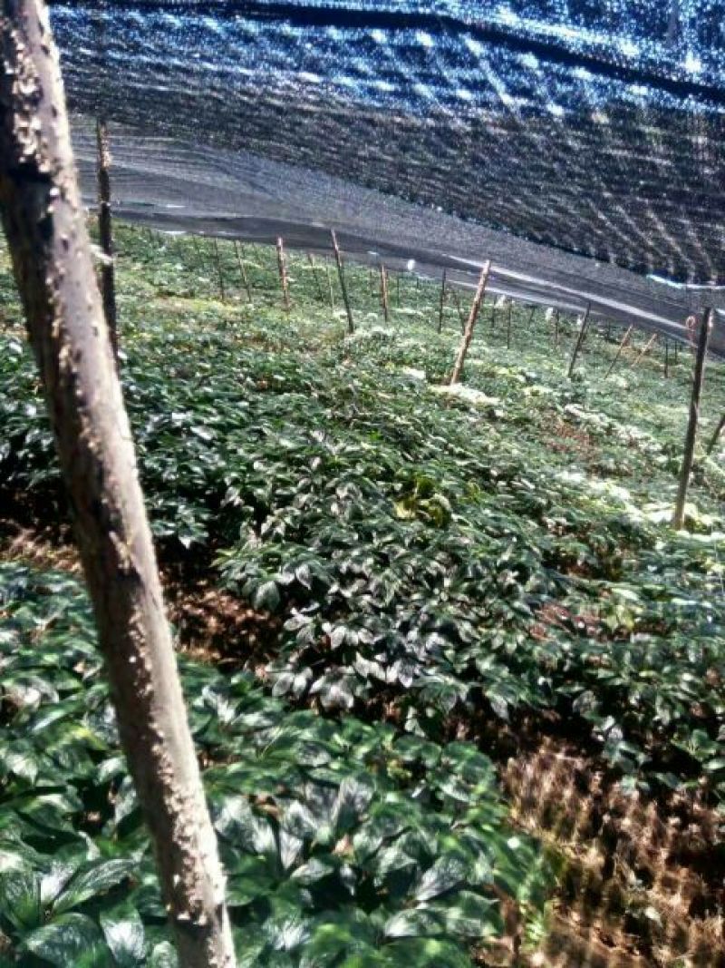 三七精选足40头，文山三七