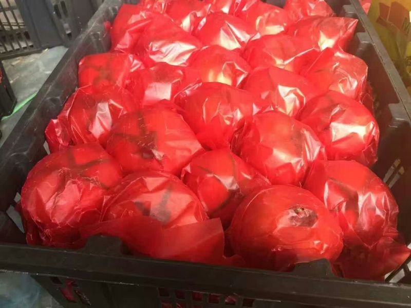 山东大红硬果弧三以上大红精品，量大价优，欢迎咨询