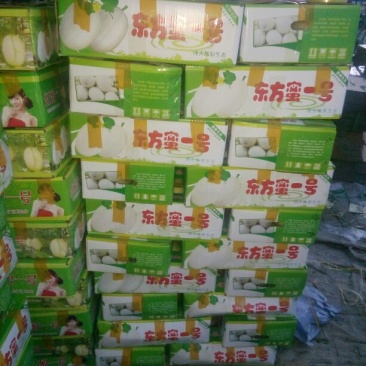 东方密1号哈密瓜1斤以上长圆形