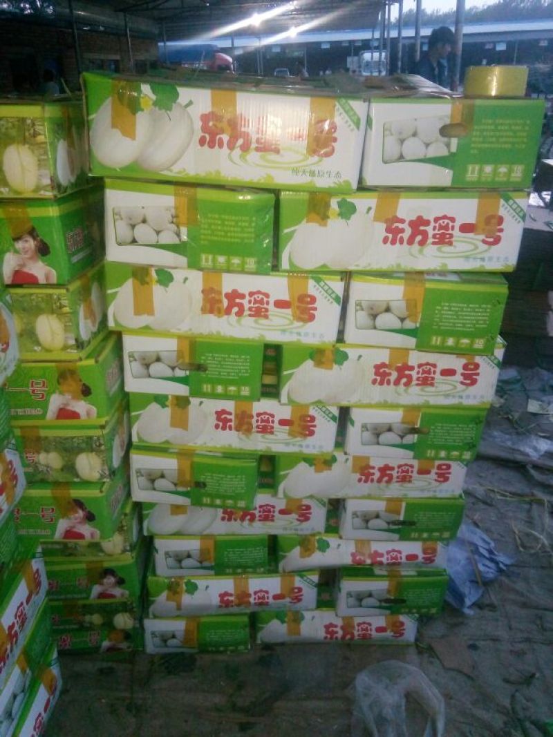 东方密1号哈密瓜1斤以上长圆形