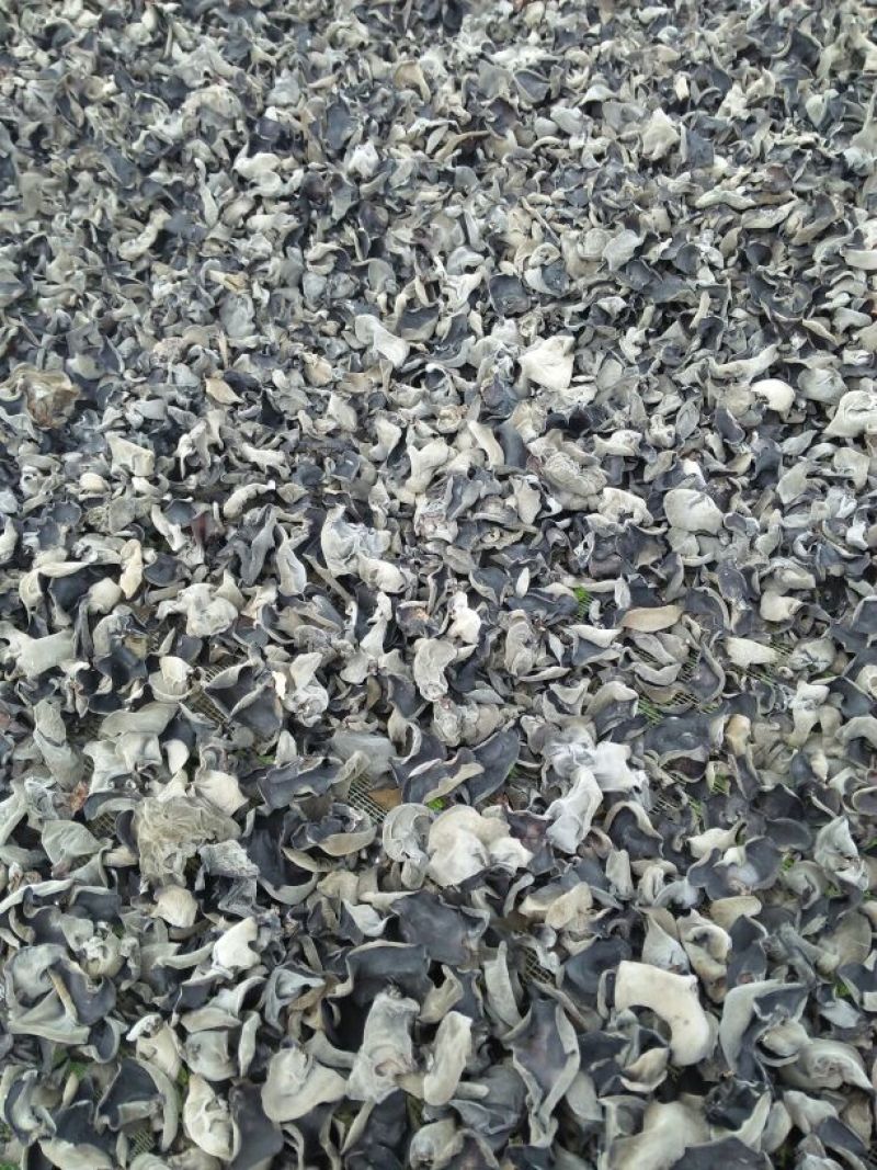 干木耳一级