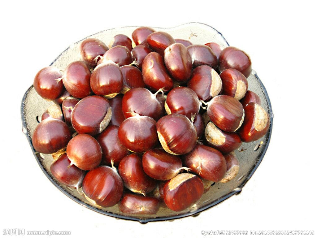 板栗上海普陀区_批发_供应-一亩田农业网_专业