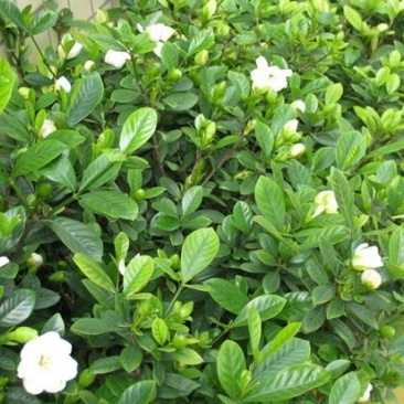 栀子花，大花栀子，大叶栀子小，栀子球价格，湖南栀子苗价格