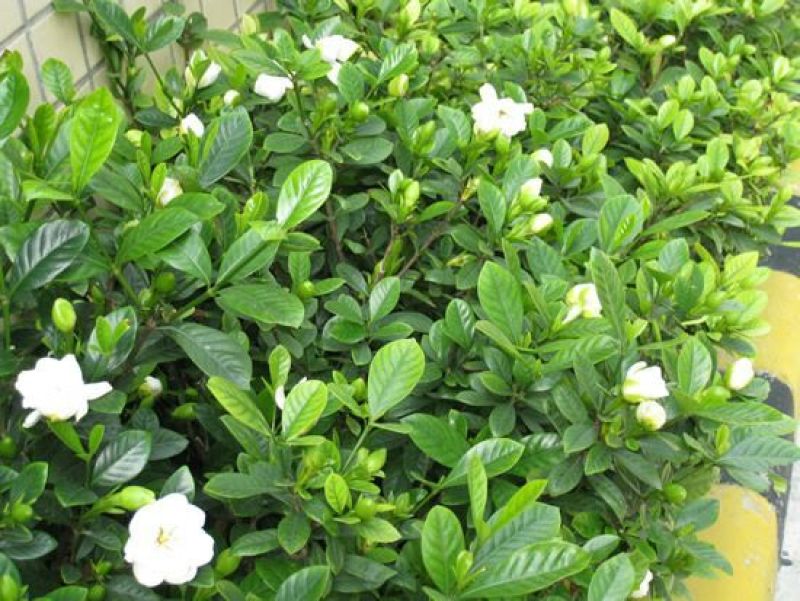 栀子花，大花栀子，大叶栀子小，栀子球价格，湖南栀子苗价格