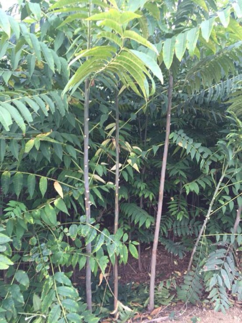 红油黑油椿苗大棚香椿树苗成活率高可视频看货规格齐全