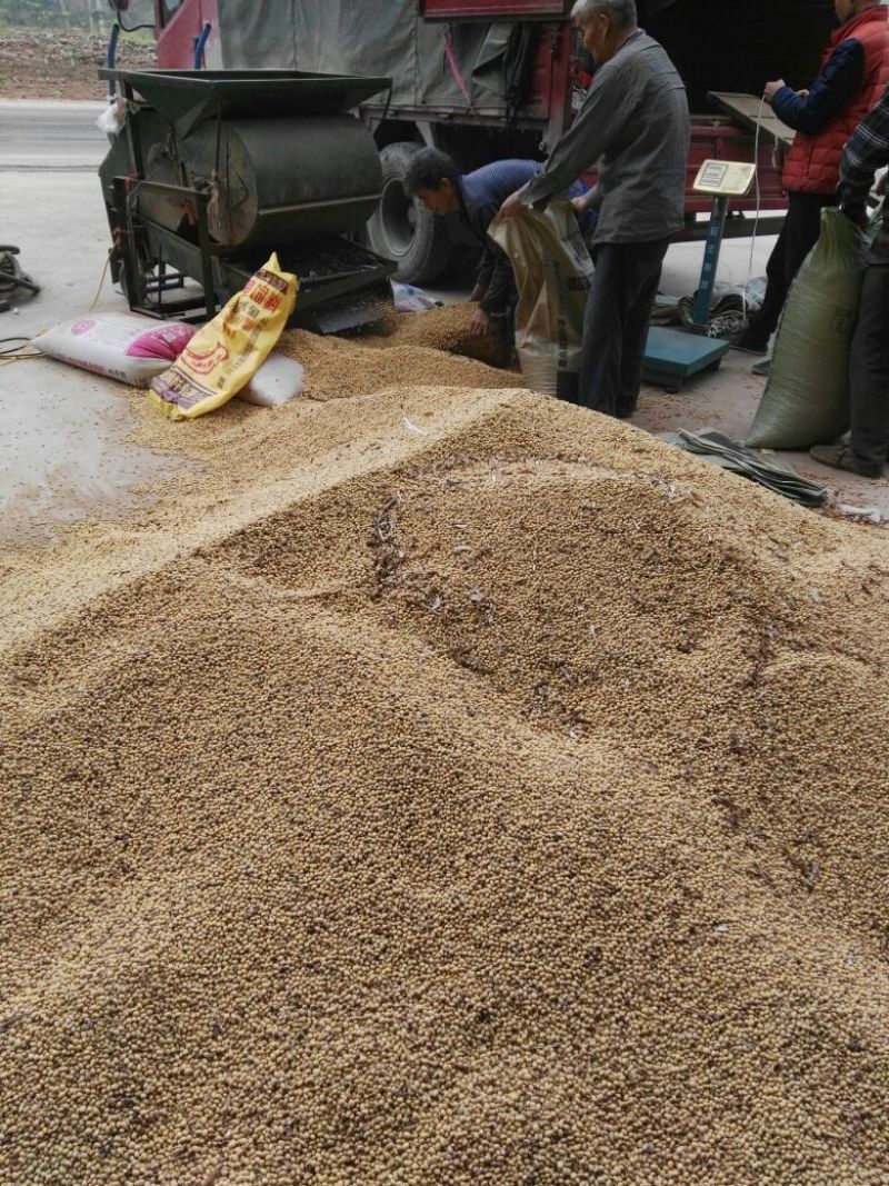 黄黄豆中等