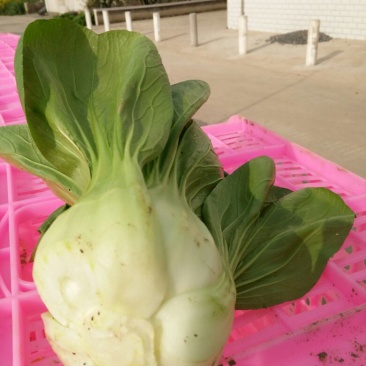 青菜20~25cm