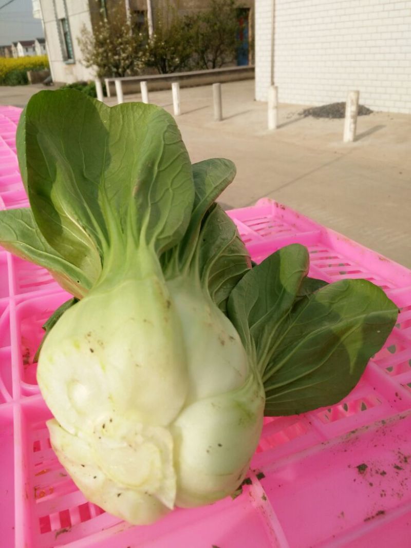 青菜20~25cm