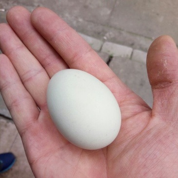 绿壳鸡蛋食用50g以下