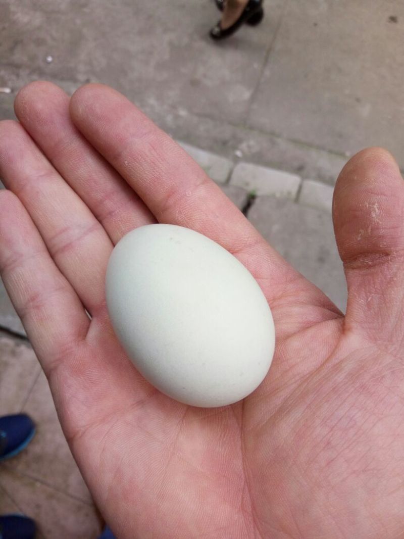 绿壳鸡蛋食用50g以下