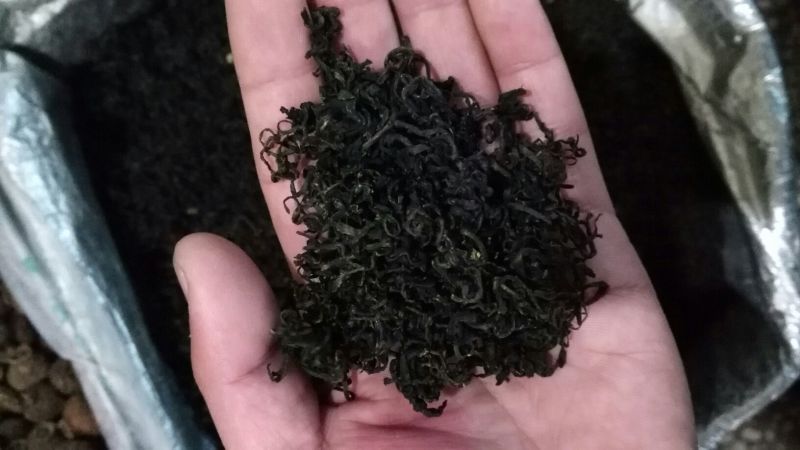 蒲公英茶