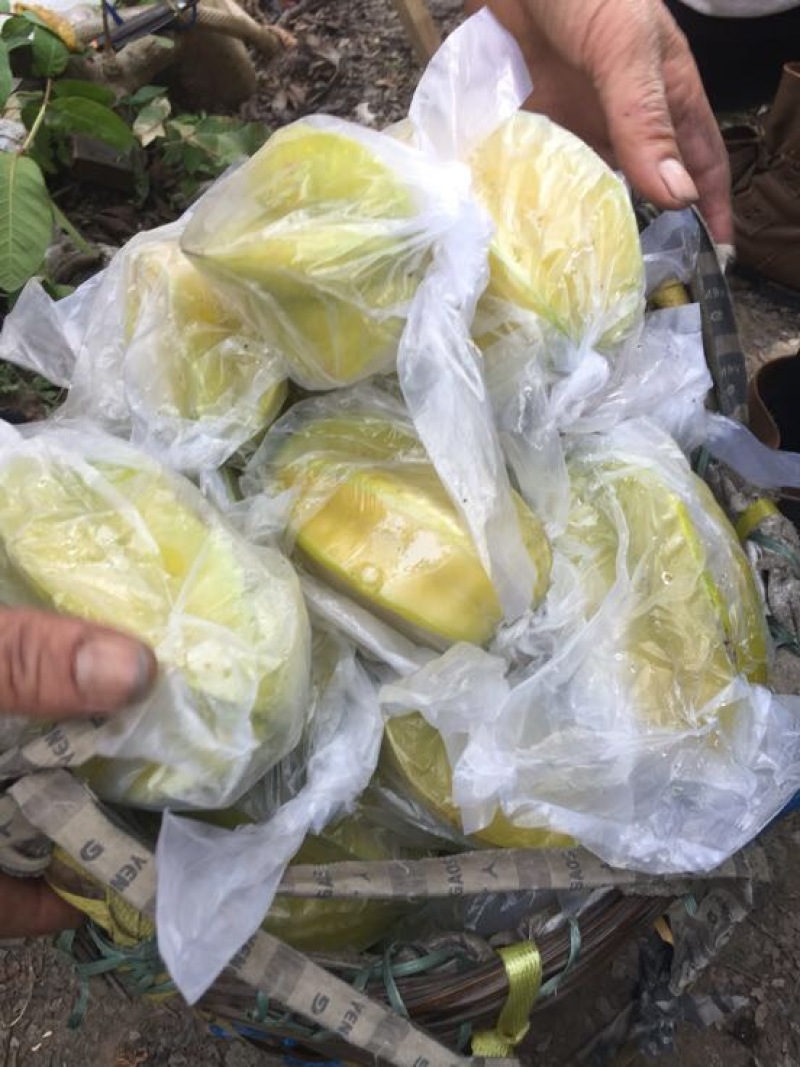 红杨桃