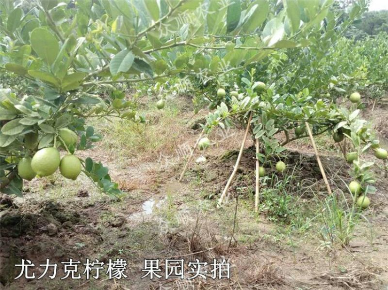 柠檬苗50~80cm