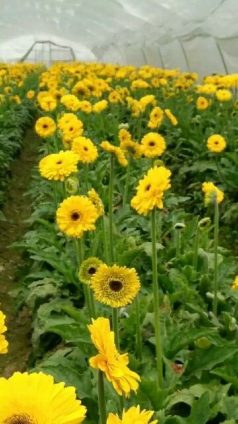 扶郎花非洲菊18枝一扎浙江海宁基地发货