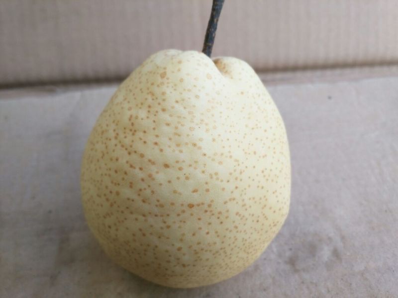 酥梨250~300g纸箱