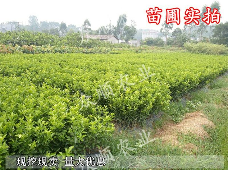 蜜桔苗30~50cm带泥球带叶子发货