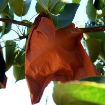 山西隰县，特色纸袋酥梨，高原水果，甜度高，皮薄